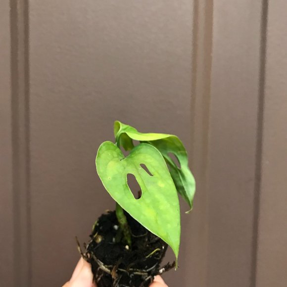 Monstera Adansonii –Swiss Cheese - Starter Plant